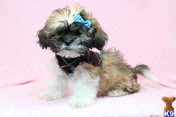lvpuppyheaven Picture 3